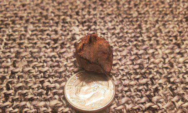 Triceratops Tooth - Image 3