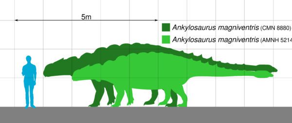 Ankylosaur Tooth - Image 7