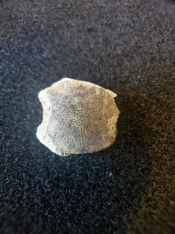 turtle shell fossil