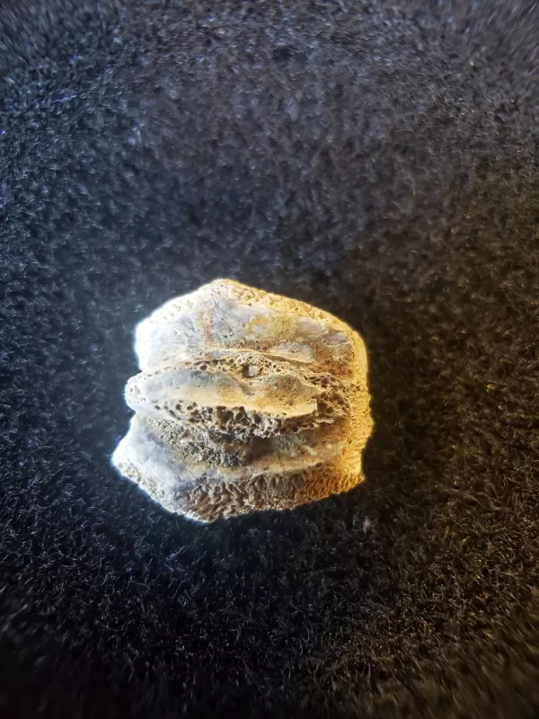 turtle shell fossil