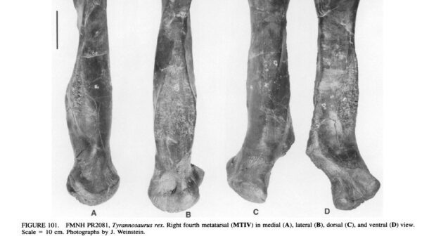 Tyrannosaurus Rex Foot Bone (Metatarsal) - Image 8