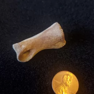 Theropod toe bone