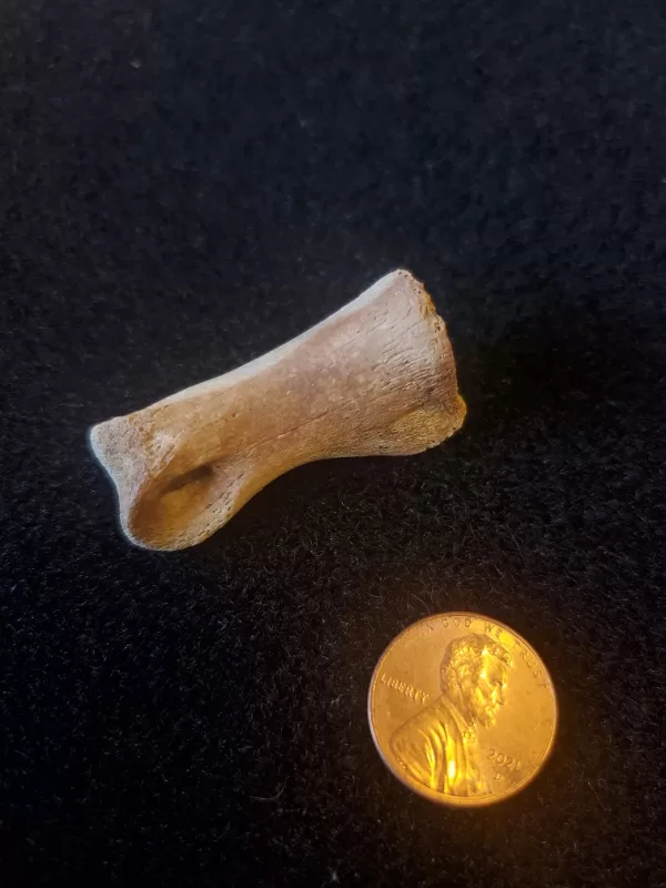 Theropod toe bone