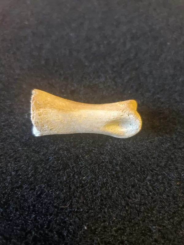 Theropod toe bone