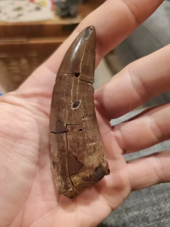 tyrannosaur tooth