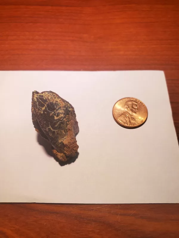 Triceratops Tooth (Unworn!) - Image 9