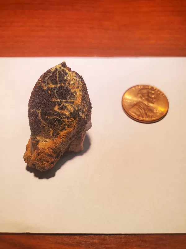 Triceratops Tooth (Unworn!) - Image 8