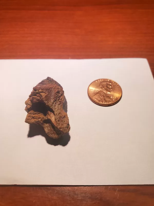 Triceratops Tooth (Unworn!) - Image 7