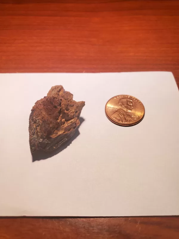 Triceratops Tooth (Unworn!) - Image 6