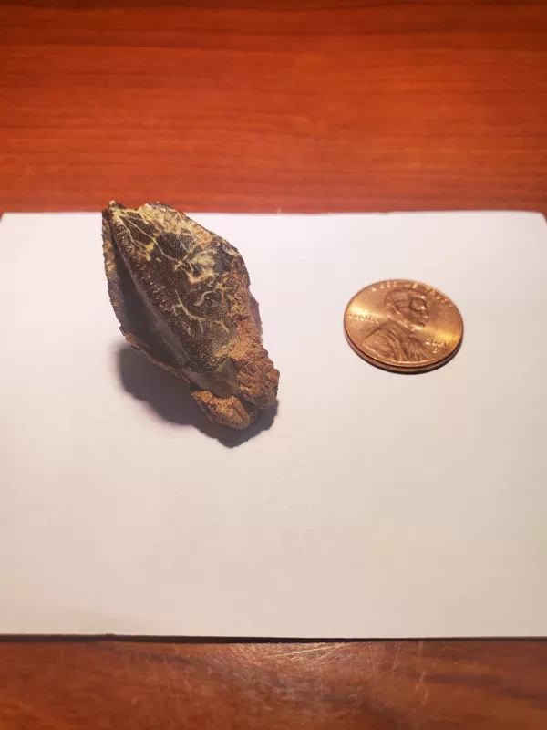 Triceratops Tooth (Unworn!) - Image 5