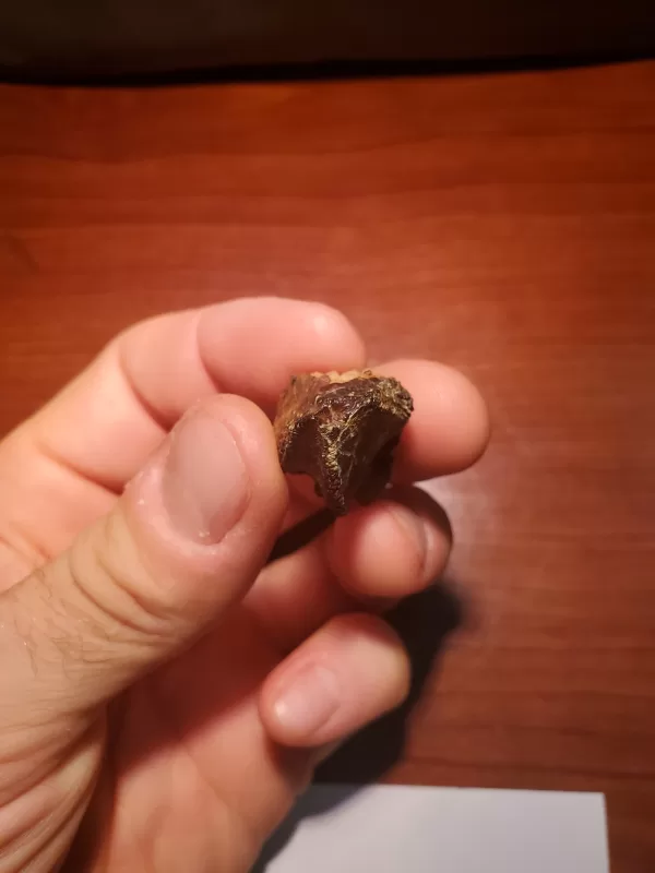 Triceratops Tooth (Unworn!) - Image 4