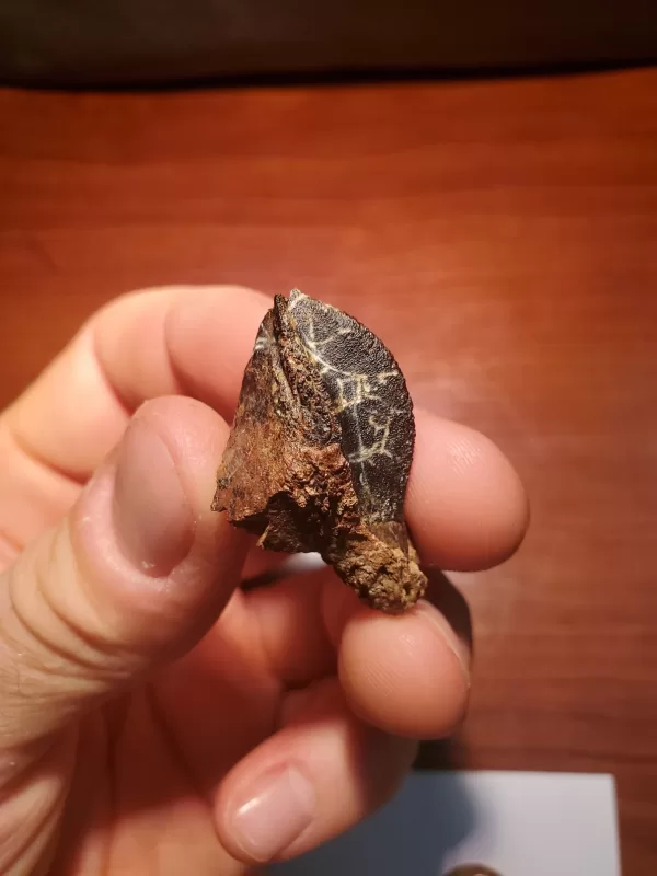 Triceratops Tooth (Unworn!)