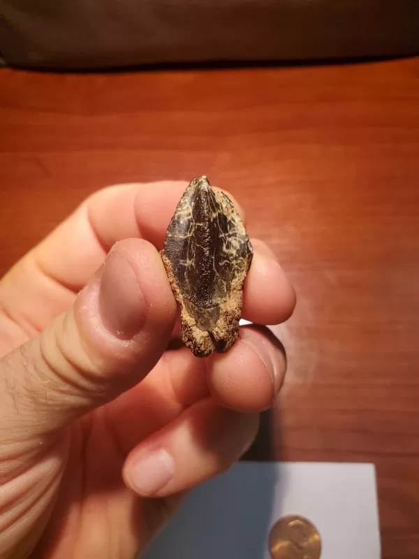 Triceratops Tooth (Unworn!) - Image 3