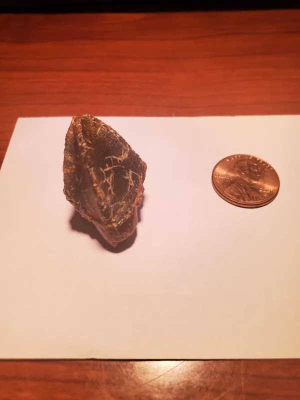 Triceratops Tooth (Unworn!) - Image 6