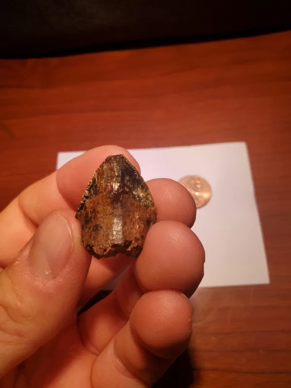 Triceratops Tooth (Unworn!) - Image 4