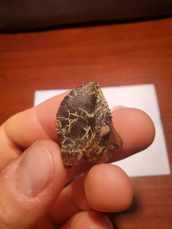 Triceratops Tooth (Unworn!)