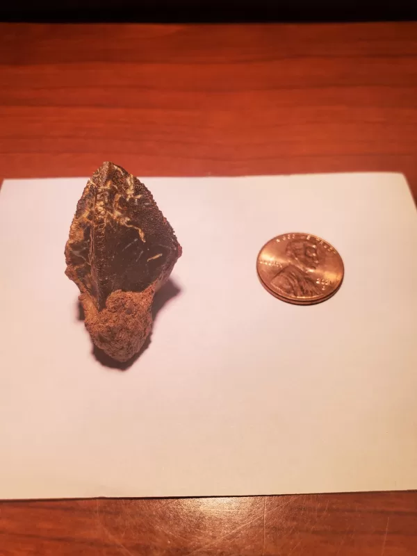 Triceratops Tooth (Unworn!) - Image 7