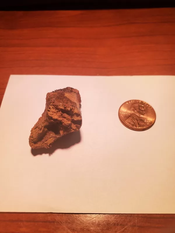 Triceratops Tooth (Unworn!) - Image 6