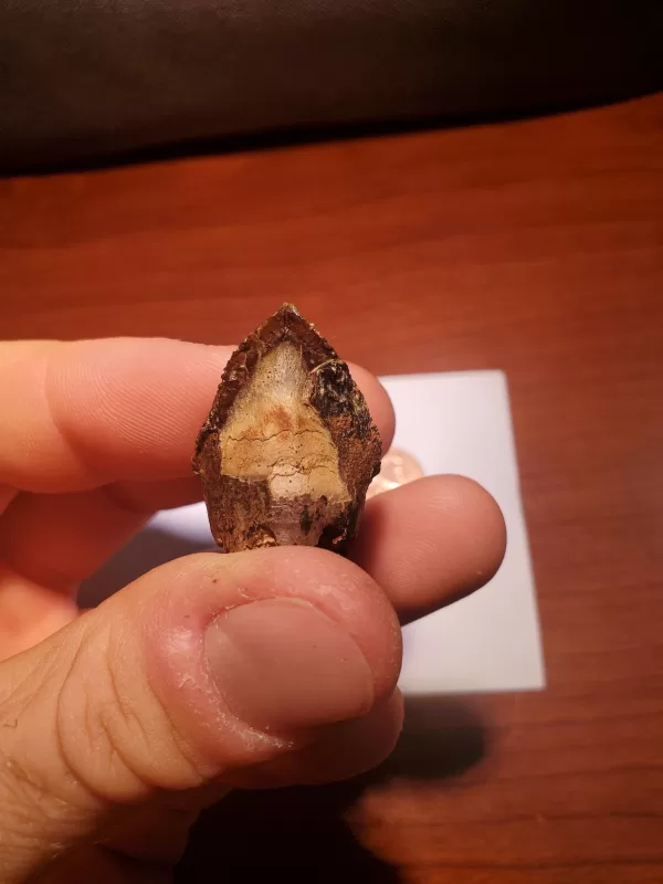 Triceratops Tooth (Unworn!) - Image 5