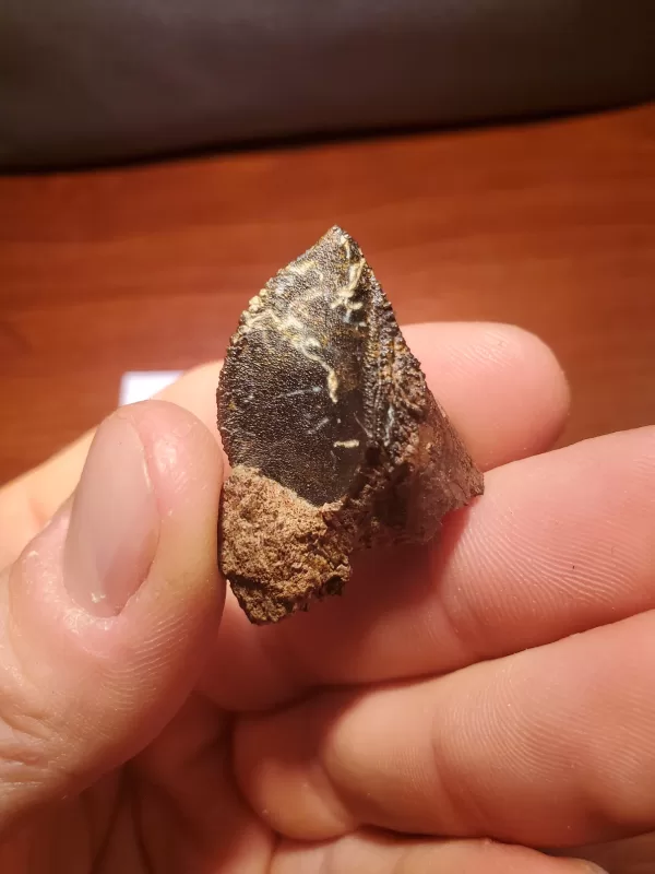 Triceratops Tooth (Unworn!)