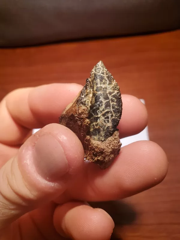 Triceratops Tooth (Unworn!) - Image 2