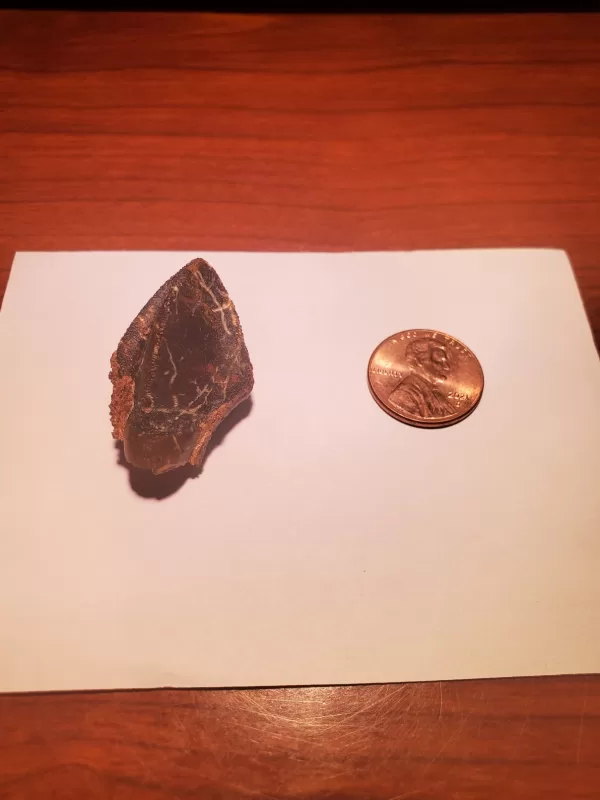 Triceratops Tooth (Unworn!) - Image 5