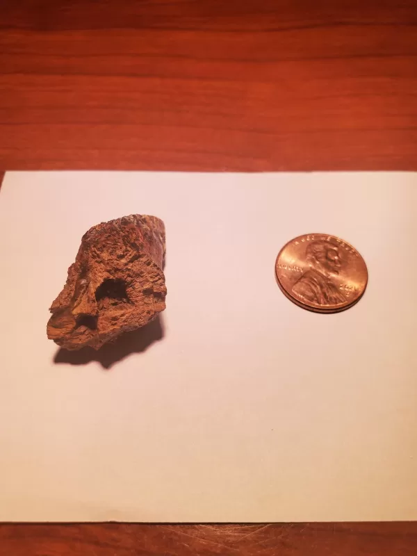 Triceratops Tooth (Unworn!) - Image 6