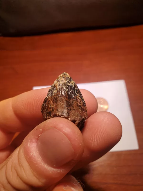 Triceratops Tooth (Unworn!) - Image 3