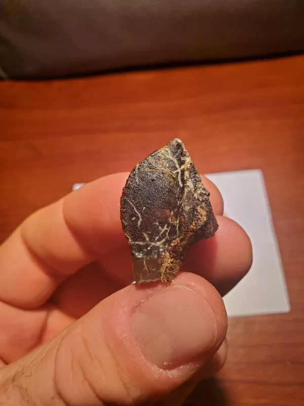 Triceratops Tooth (Unworn!) - Image 2