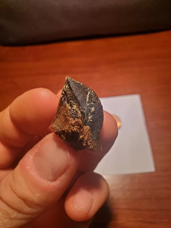 Triceratops Tooth (Unworn!)