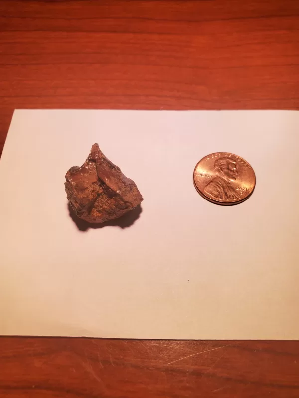 Triceratops Tooth - Image 3