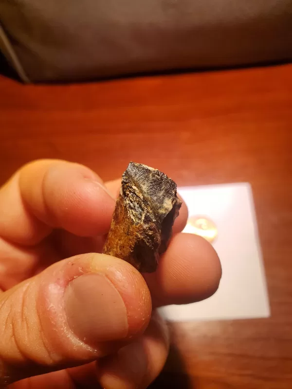 Triceratops Tooth