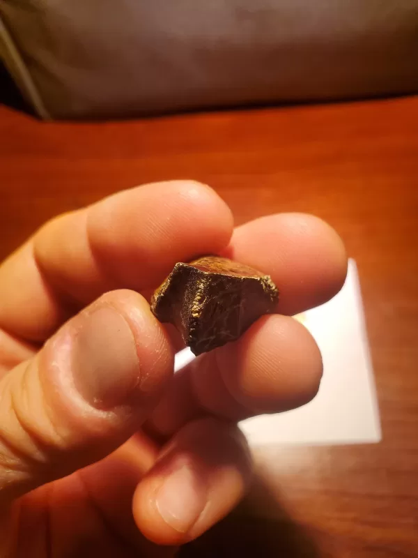 Triceratops Tooth - Image 7