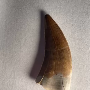Tyrannosaurus Rex Tooth