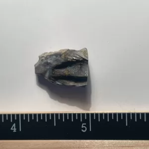 triceratops tooth