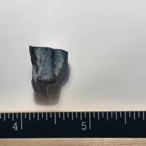 triceratops tooth