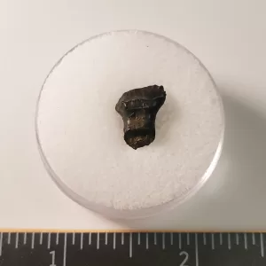 ankylosaur tooth
