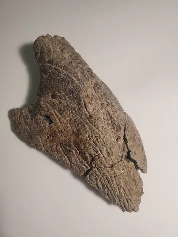 Trike beak pre-restoration