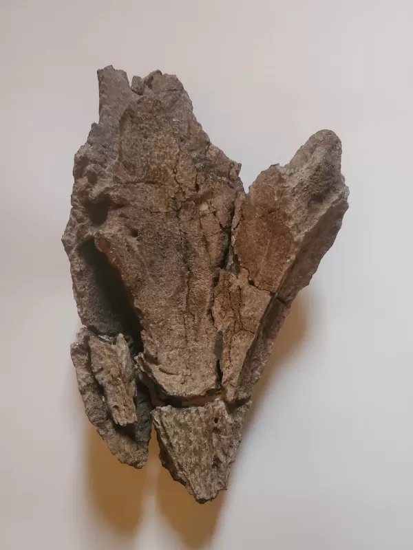 Trike beak pre-restoration