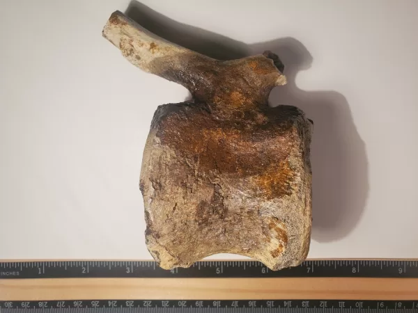 Hadrosaur Caudal Vertebra - Image 2