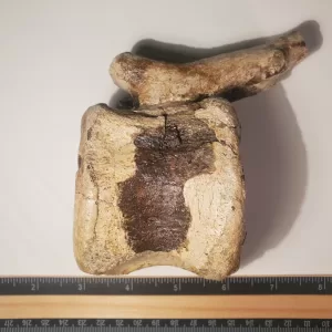Hadrosaur Caudal Vertebra