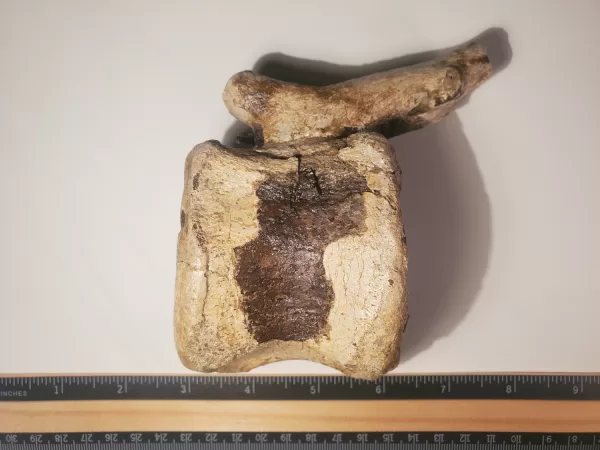 Hadrosaur Caudal Vertebra