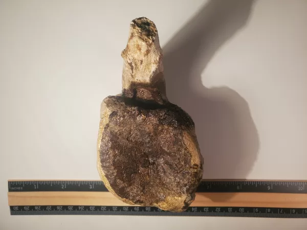 Hadrosaur Caudal Vertebra - Image 3