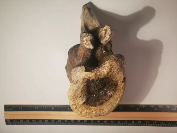 Hadrosaur Caudal Vertebra - Image 4