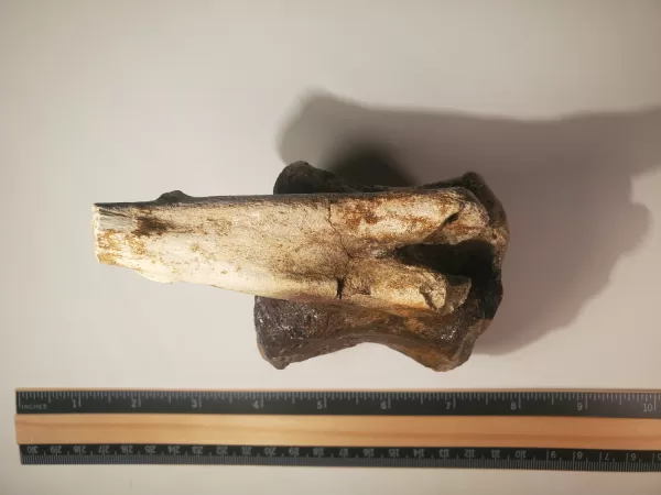 Hadrosaur Caudal Vertebra - Image 5