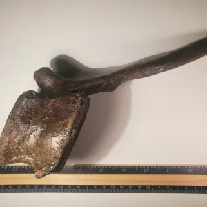 Hadrosaur Caudal Vertebra