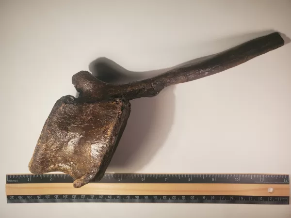 Hadrosaur Caudal Vertebra