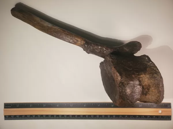 Hadrosaur Caudal Vertebra - Image 2
