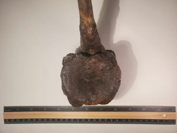 Hadrosaur Caudal Vertebra - Image 3