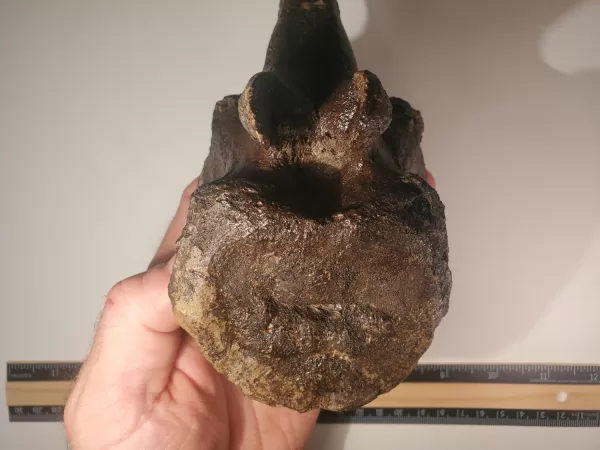 Hadrosaur Caudal Vertebra - Image 4